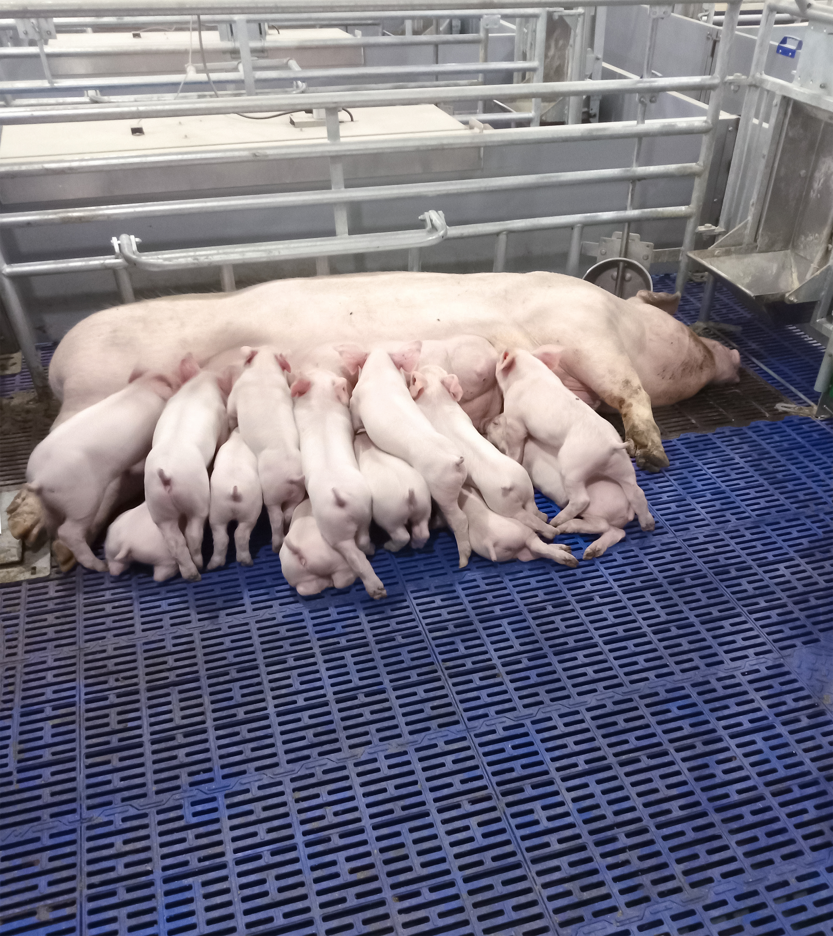 truie_maternite_armagh4.jpg truie_maternite_armagh4.jpg