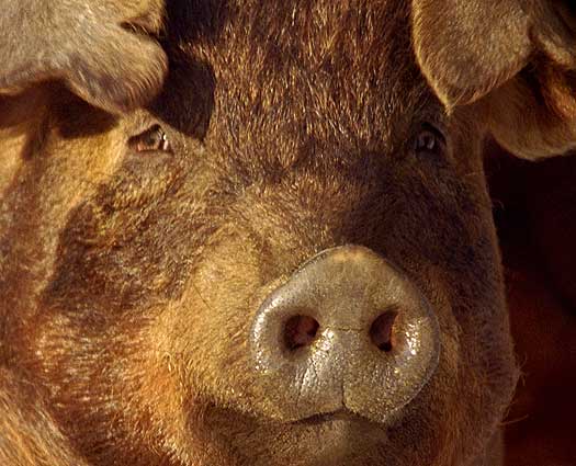 duroc_breed_face.jpg